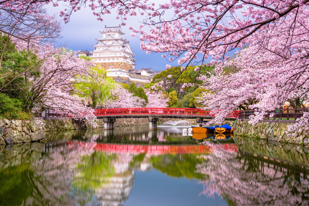 Tourist expenditures blossom by 50 percent in Japan as Sakura blooms 